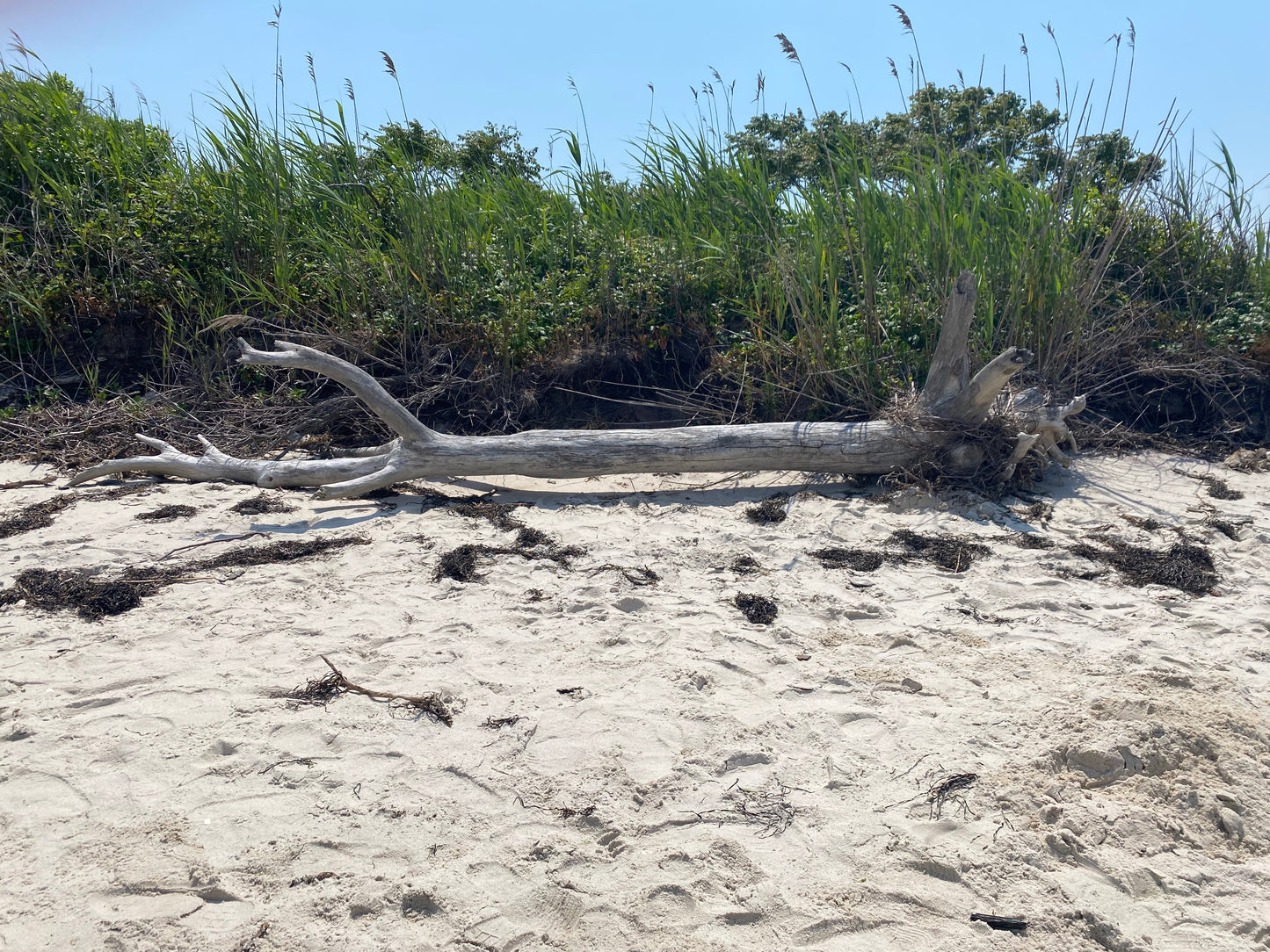 Bracelet de montre Shells Watch Hill Fire Island