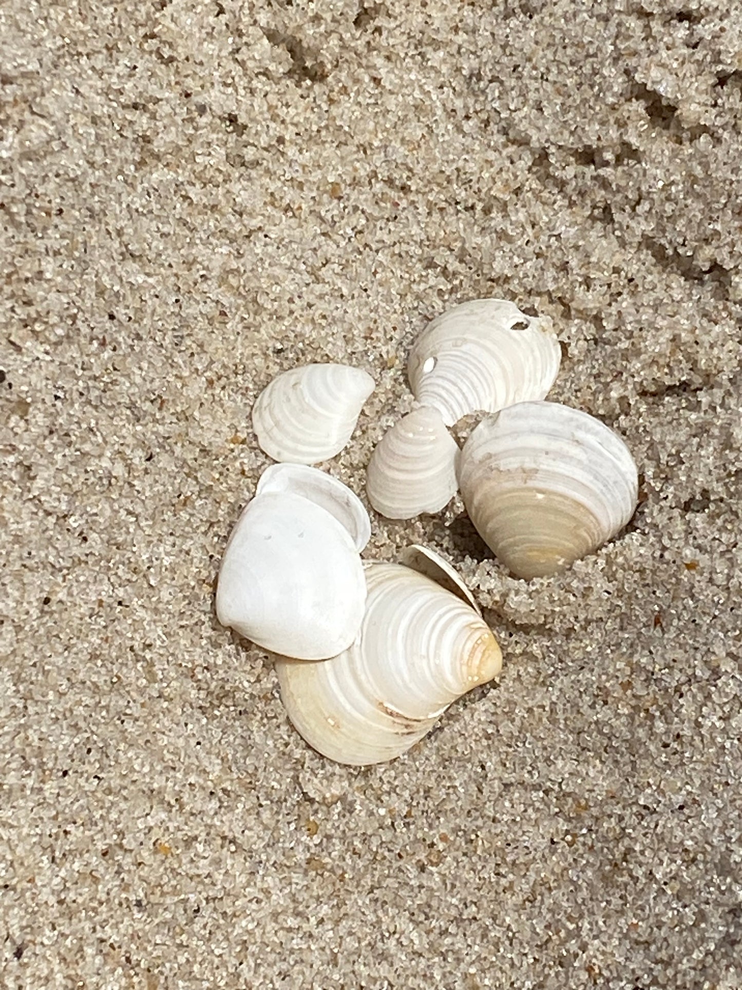 Bracelet coquillages sélectionnés SmithPoint Fire Island 6-1/2 po.