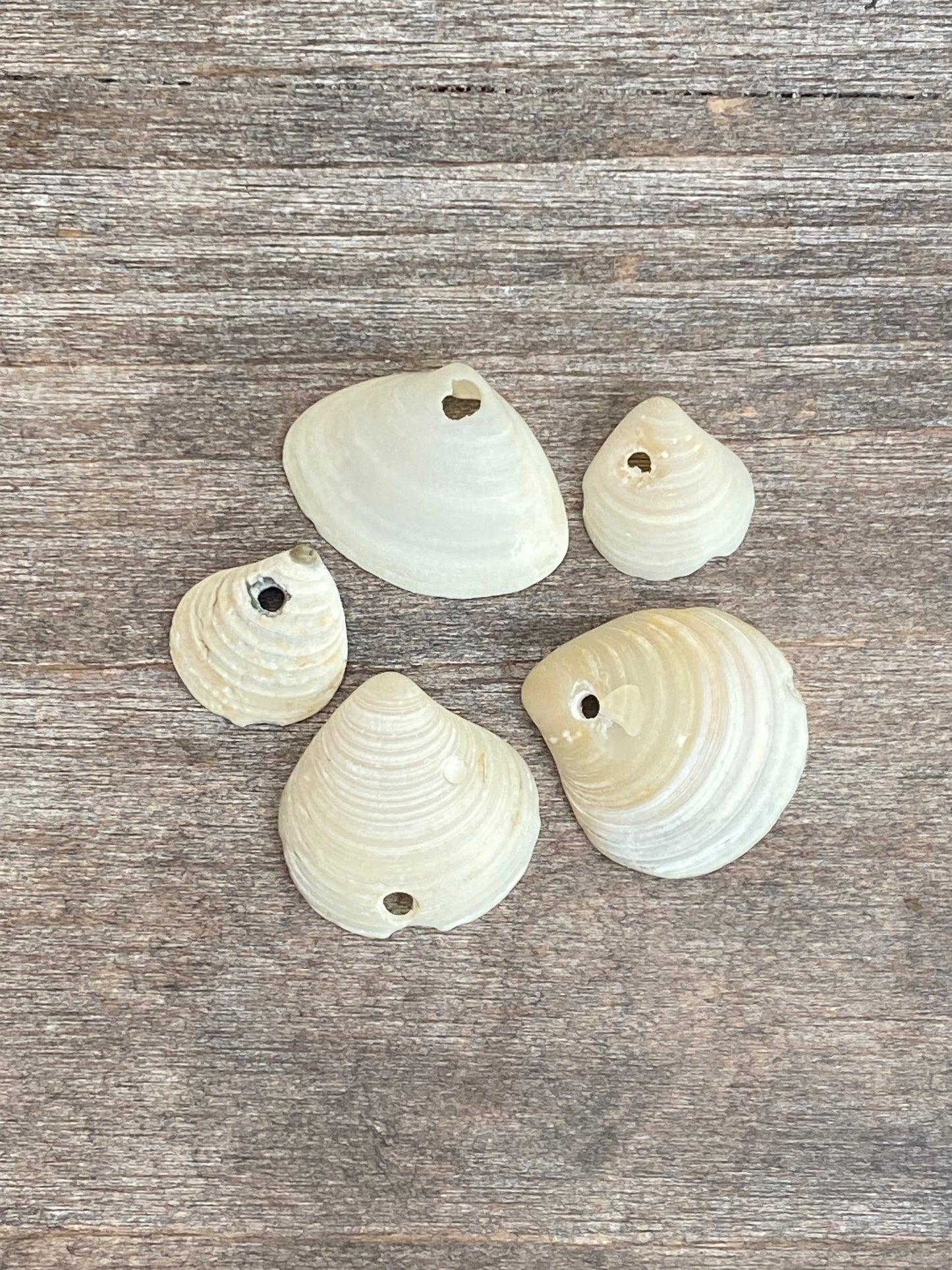 Coquillages sélectionnés SmithPoint Fire Island 7”