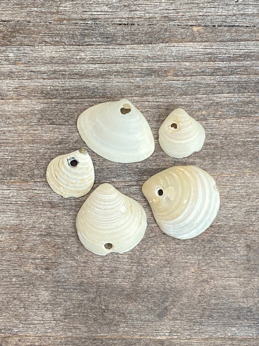 Pulsera Select Shells Pulsera SmithPoint Fire Island de 6-1/2 pulgadas