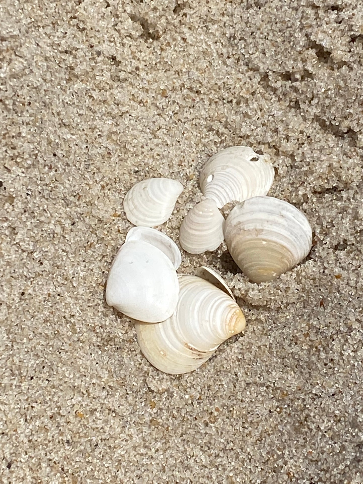 Select Shells SmithPoint Fire Island 7”