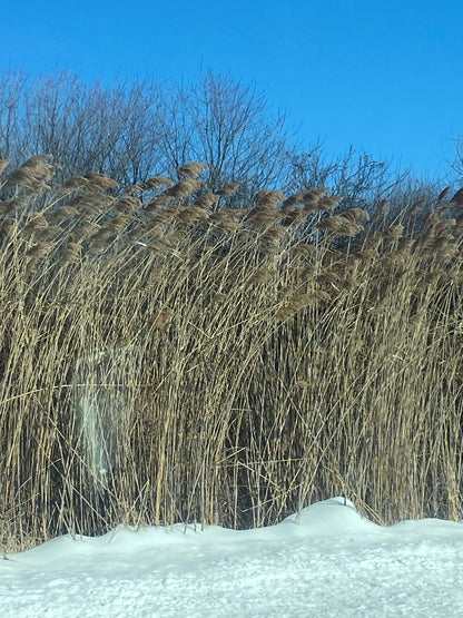 Matted Photo Prints- Edition 1 Island Snow